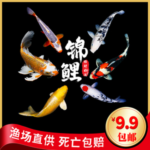 锦鲤活鱼冷水淡水观赏鱼金鱼小型好养易活草金鱼红白三色日本纯种
