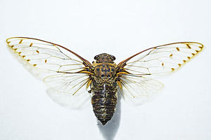 昆虫标本 知了蝉末展翅真昆虫 DIY手工材料 科普教具