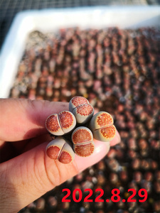 小玉园艺  红窗菊 红纹菊纹章 生石花 1厘米 多肉植物 随机发