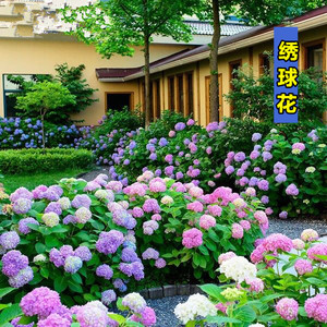 洋绣球花种子包邮 淘宝拼多多热销洋绣球花种子包邮货源拿货 阿里巴巴货源