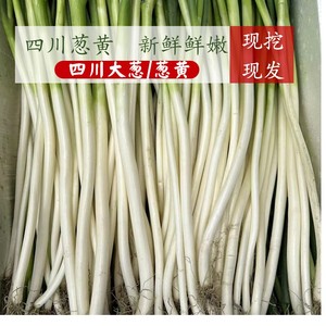 四川大葱新鲜蔬菜自贡葱黄现挖配菜大葱本地小大葱分葱泥巴大葱黄