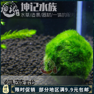坤记水族进口绿藻球绿丝绒青藻海藻球鱼缸造景水草水族箱装饰植物 阿里巴巴找货神器 坤记水族进口绿藻球绿丝绒青藻海藻球鱼缸造景水草水族箱装饰植物 阿里巴巴找货神器