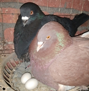 可孵化新鲜的鸽子受精蛋白羽王灰色银王大体肉鸽观赏鸽蛋包邮