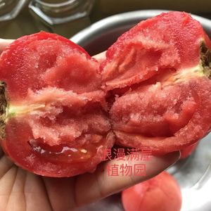 农家传统西红柿种子口水西红柿番茄籽沙瓤老品种非转基因可以留种