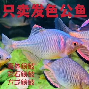 原生缸小鱼高体七彩鳑鲏鱼虾虎鱼黄黝鱼冷水淡水小型鱼练手观赏鱼