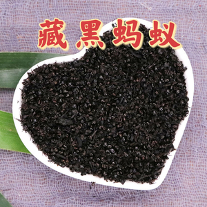 西藏野生黑蚂蚁干中药材正宗天然泡酒料多刺蚁食用黑蚂蚁粉