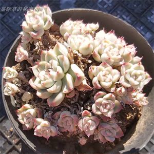 月影系杂交小透明3年控养多头群生纯露养一物一拍多肉植物 阿里巴巴找货神器 月影系杂交小透明3年控养多头群生纯露养一物一拍多肉植物 阿里巴巴找货神器