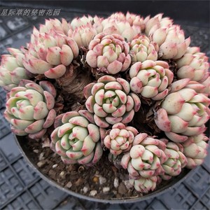 七福神多肉植物 淘宝拼多多热销七福神多肉植物货源拿货 阿里巴巴货源
