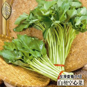 白通菜图片,通菜图片,炒通菜图片_大山谷图库