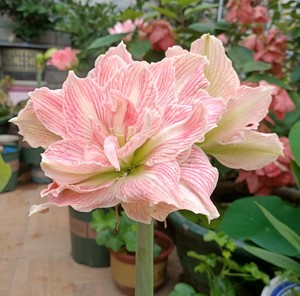 荷兰重瓣朱顶红美丽仙女球苗多年生球根花卉阳台盆栽庭院