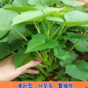 阳台盆栽四季种植18号71红薯苗新鲜正宗台湾蔬菜大全专吃叶子菜用