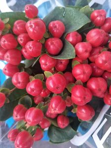 火龙珠吉祥果盆栽植物观果1年苗红色带花带果发货