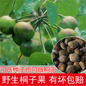 贵州特产新鲜野生桐子果 油桐树果子自然生长可做桐油不可食用1斤