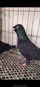 俄罗斯头型鸽种鸽精品观赏鸽子种蛋活体种蛋一对阿拉伯马耳他邮鸽