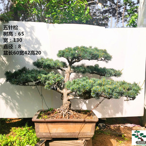 实拍 大中型五针松盆景树桩 造型黑松  大阪松 迎客松实物 包邮