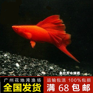 高帆红剑 高鳍红剑 朱砂红箭 配对出售 6CM左右 热带观赏鱼 活体