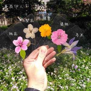 樱花塑封满天星干花标本押花花朵结构雄蕊雌蕊花瓣真花幼儿园桃花