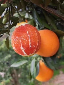 (咱们年后见年后摘果)秭归郭家坝中华红橙现摘现发橙水果应季