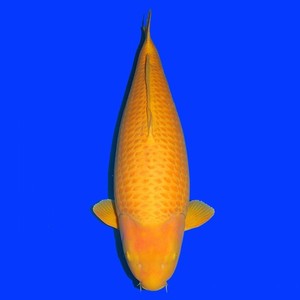 日本进口纯种芥子锦鲤活鱼黄金介子红白写巨型大正昭和观赏小鱼苗