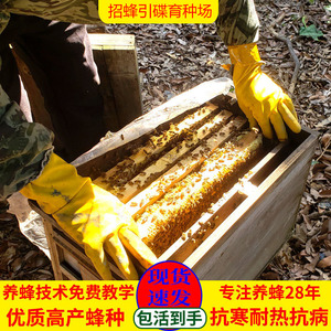中蜂蜂群广西中蜂中华种蜂养殖带箱新开产蜂王带子脾蜜蜂活群蜜蜂