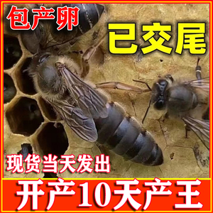 中蜂蜂王种王土蜂产卵王高产阿坝双色生产王广西蜜蜂活体开产新王