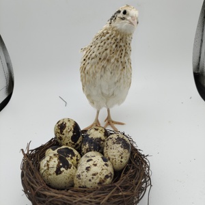 可孵化种蛋肉鹌鹑受精蛋莎维麦脱法巨非洲黑白莎维产蛋鹌鹑鸟种蛋