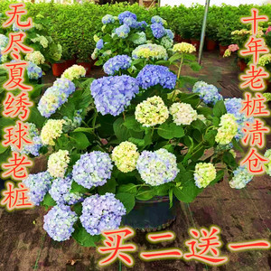 耐寒十年老桩大花绣球花苗无尽夏绣球花苗八仙花盆栽阳台庭院植物 阿里巴巴找货神器