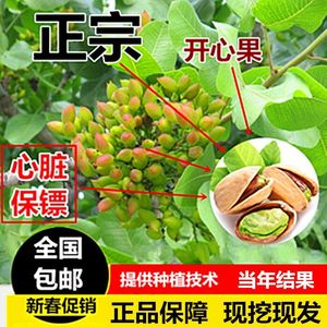 直销正宗嫁接开心果树苗又名阿月浑子南方种植当年结果开心果盆栽