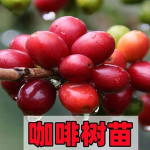 咖啡果苗盆栽咖啡豆种植苗云南小粒鲜果咖啡树卡迪姆四季可种果苗