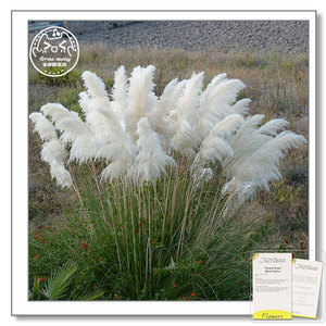 英国进口白色羽毛潘帕斯草种子进口多年生香草蒲苇耐寒观赏草