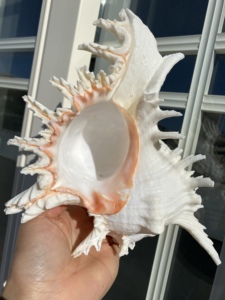 超大尺寸20-23厘米大千手螺 形态优美麒麟螺 天然大海螺摆件