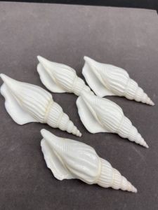 6-7厘米白色斧头螺 雕刻图案打孔海螺 贝壳DIY原材料天然海螺贝壳