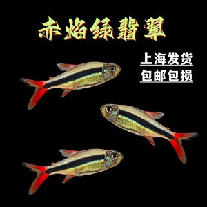 赤焰绿翡翠灯鱼南美进口小型灯鱼稀有品种红尾炽焰翡翠绿灯鱼活体