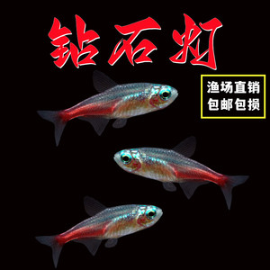 钻石灯鱼红绿灯鱼宝莲灯鱼草缸群游热带观赏鱼淡水鱼小型观赏鱼苗