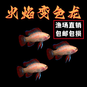 热带鱼火焰变色鱼淡水鱼小型鱼灯科活体观赏鱼群游鱼草缸闯缸冷水