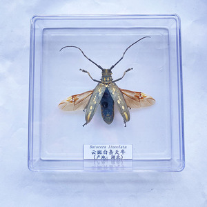 真虫小动物昆虫蝴蝶标本透明盒学生教学拍摄道具甲虫科普展示收藏