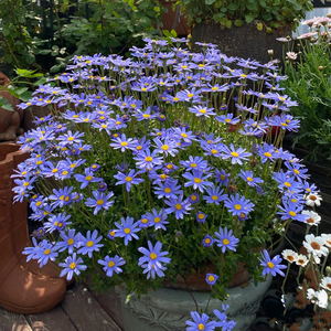 蓝色玛格丽特带花发货费利菊花苗耐寒开花喜阳多年生植物花卉盆栽