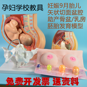 孕妇学校教具/计划生育服务中心展览用品 母乳喂养娃娃乳房模型
