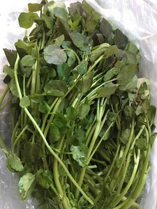 新鲜西洋菜   豆瓣菜   500g 京津冀满68包邮顺丰