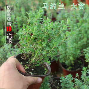 马郁兰/马约兰苗 披萨草-芳香植物香草苗花卉盆栽-香草料理