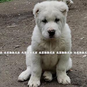 中亚牧羊犬幼犬活体纯种巨型猛犬大型犬护卫坎高猛犬狼犬猎狼白色