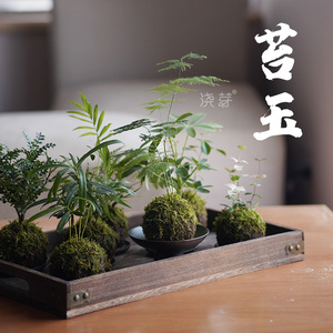 {苔玉}创意日式苔藓球悬浮悬挂植物茶盘盆栽摆件禅意微盆景