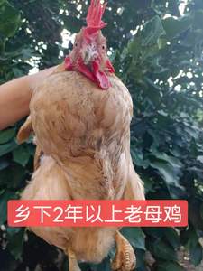 新鲜整鸡农家鸡老母鸡土鸡乡下鸡走地鸡放养鸡发货限广东省