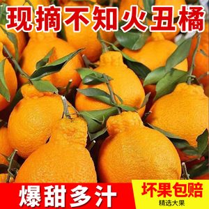 现摘四川丑柑橘不知火桔子甜多汁应季新鲜水果大果3/5/9斤包邮