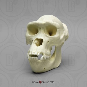 VM非常博物馆boneclones美国定制骨骼雌性西部低地大猩猩头骨
