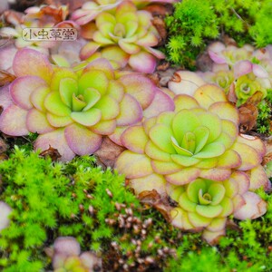 苹果捕虫堇小虫草堂食虫多肉植物盆栽盆景茶几办公桌面室内驱蚊草 阿里巴巴找货神器