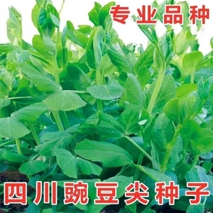 无须豌豆苗种子特大豌豆尖水培荷兰豆芽苗菜春秋冬四季播蔬菜种子