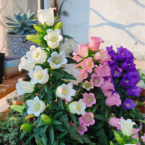 大花风铃盆栽带花苞阳台庭院植物易好养花卉紫风铃花苗花期长花苗
