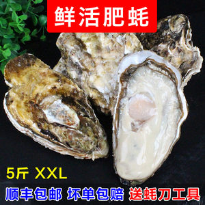 生蚝鲜活5斤特大连云港海蛎子精品肥豪2.5非野生带壳牡蛎海鲜顺丰