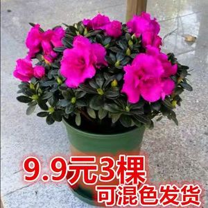 四季开花映山红杜鹃花苗盆栽室内庭院植物杜娟花树状盆带花苞发货